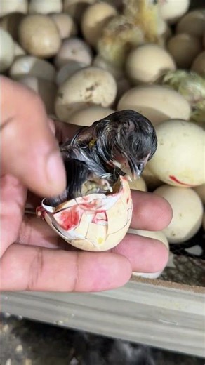 Chicks Half-Hatched in Incubator – Day 20 Miracle!