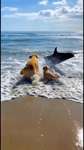 Even though it's AI, what matters is the message! Check out our exclusive surf merch: https://www.swimoutlet.com/thesurfslab/ | The Surf Slab | Facebook