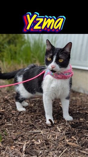 Meet Yzma! 💙 She's tiny, gorgeous, and just a little bit bad. At just 2 years old, Yzma has already mastered the fine art of chaos. She’s hilarious, confident, and endlessly entertaining. She’ll chase toys with Olympic-level speed, patrol your counters like she owns the place, and offer a perfectly-timed chomp if she decides playtime has gone on long enough. She’s not mean in the slightest — she’s just a cat with a big personality and zero interest in pretending otherwise. Once you learn her cu