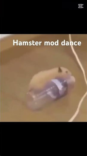 Hamster mod dance