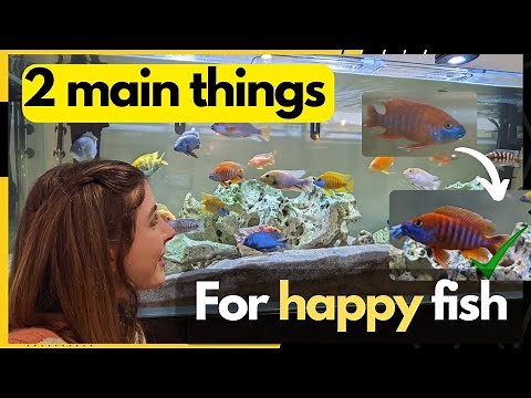 How to keep fish happy - Have African Cichlids thrive in your tank/aquarium