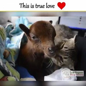 16K views · 47 reactions | This is True LOVE <3 Cat Adopts Baby Goat He was rescued by Leon Vegano Animal Sanctuary and adopted by a loving CAT <3 | Farming Life | Facebook