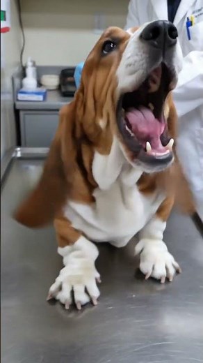 Dramatic 75lb Mahogany Basset Hound’s Viral Human-Like Scream at Vet