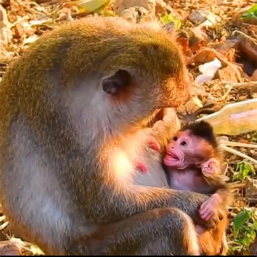 Tiny Baby Monkey Cries While His Mother Softly Refuses to Let Him Nurse | Monkey Soo