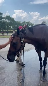 There's nothing like a refreshing bath to beat the summer heat! 🐴💦 #TaylorMadeFarm | Taylor Made Farm