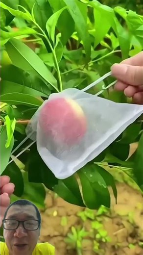 how to grow organic fruit