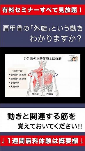 【肩甲骨徹底攻略⑲】外旋筋の主動作筋・拮抗筋