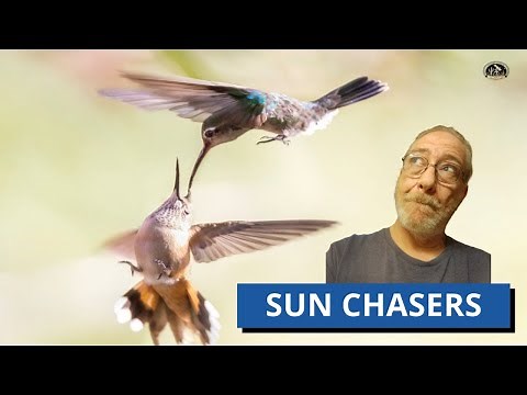 Secrets Of The Fall Hummingbird Migration With Sheri Williamson