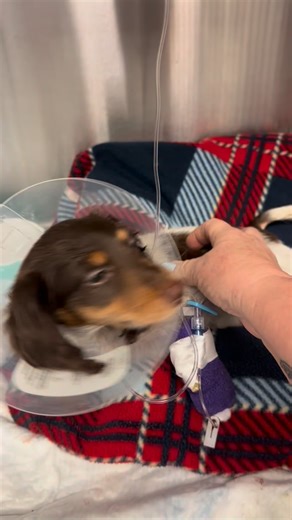 🥒💚 Pickle’s Pooper Procedure Post-Op! 💚🥒 What could be better news on a Friday night than that Pickle is through her procedure and has a brand new “exit strategy” 😂💛 You would never know from the smile on her face and the bouncing of her shorty-short legs that Pickle has multiple stitches in a place that none of us would ever want stitches, but as with all things- good pain meds can make things better. Pickle will stay at LeadER for a few days to keep an eye on her and see how her new “exi