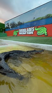 191K views · 6K reactions | Getting cornered by two gators!  Nah,...