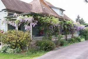 What you need to know about wisteria: Pruning and support are key