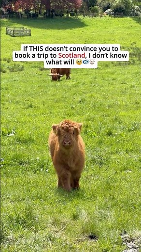 Why Scotland Should Be on Your Bucket List 🏴󠁧󠁢󠁳󠁣󠁴󠁿✨ | Highland Cow Baby