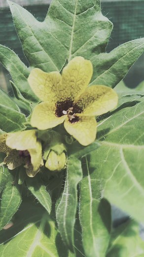Henbane: The Toxic Witch's Herb Explored