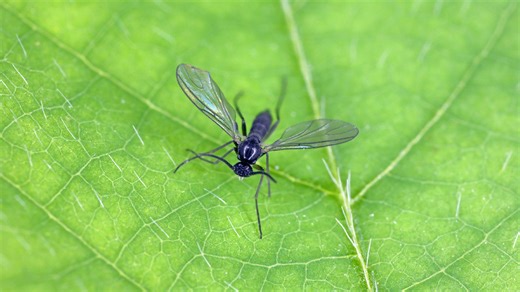 How to get rid of gnats in plants using natural remedies (& which ones to skip)