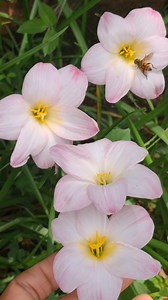 1.2K views · 58 reactions | Somebody there to help me | GREEN HUT | Facebook