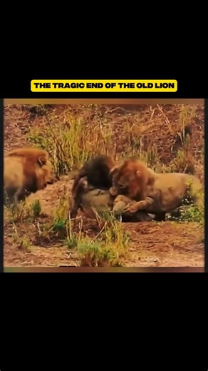 The Tragic End of The Old Lion Heartbreaking Final Moments! #wildlifemoments | Amazing Interesting Facts