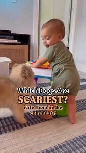 Which of these dogs make you the most nervous? Are all of these dogs great with children and babies? Do any make you scared? I thought a few stood out as very concerning. #dogbehavior #reactivedog #anxiousdog #dogsandbabies #kidsanddogs #dogmom #dogtrainingtips #childsafety #babiesandpuppies | Thinking Canine