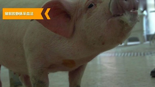 猪前腔静脉采血怎么操作，每个养猪户都应该掌握的技能，真的重要