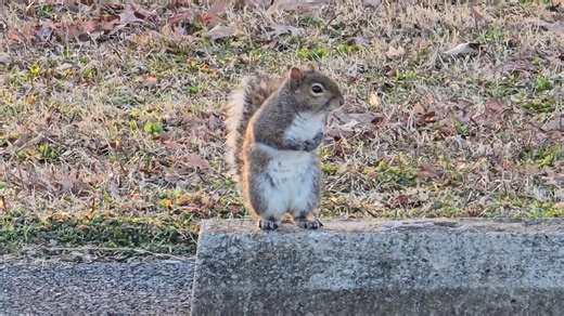 Squirrel blamed after for massive fire that burned down Florida family's home
