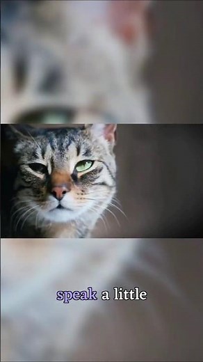 How to Actually Connect With Your Cat #catsoftiktok #petadvice