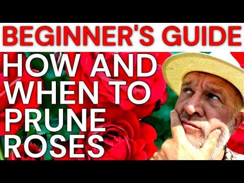 When and How to Prune Roses: Easy guide for gardening beginners