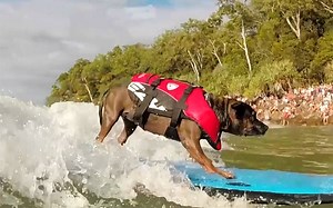 Cowabunga! Surfers from all around the world and their dogs descend upon Noosa in Australia. | The Telegraph