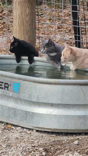 Watering day. It is usually twice a week. The troughs get dumped, and sprayed out. It is always a big deal when the trough gets full. I caught Salem, Boots, and Simba looking in unison at something. ADORABLE! Then Boots dropped out and Socks came in. #barncats #barncatsrule #redtailranch | Red Tail Ranch