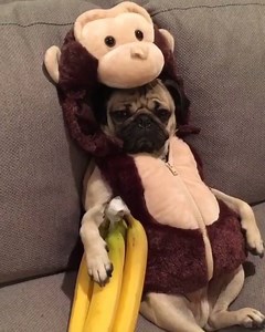 8.5K views · 467 reactions | Cute monkey.  | Pug Home | Facebook