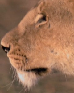 93K views · 2.5K reactions | In the race of life, lions are at the top of their game. Hunting by ambush has been perfected, their powerful builds help them take down large prey. | Real Wild | Facebook