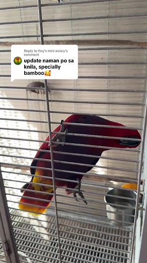 Replying to @floy's mini aviary Bamboo and Sarah update 🦜🦜#parrot #eclectus #birds