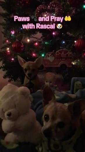 Cutest and sweetest praying Chihuahua who loves talking to JESUS✝️💟🐾🙏🐶#onthisday #dog #dogsoftiktok #cutedog #fyp