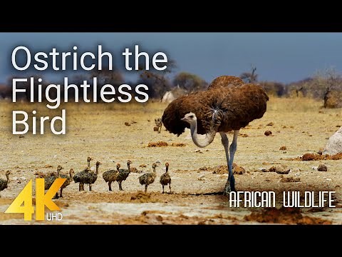 4K African Wildlife - Ostrich the Flightless Bird - Nature Wildlife Video