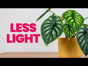 I Stopped Killing Alocasia Once I Knew This