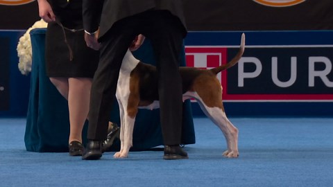 2025 NDS: Treeing Walker Coonhound