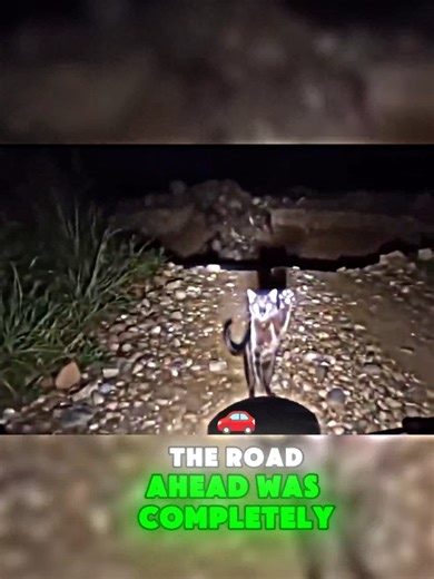 Cat Saves Man in Incredible Rescue Scene