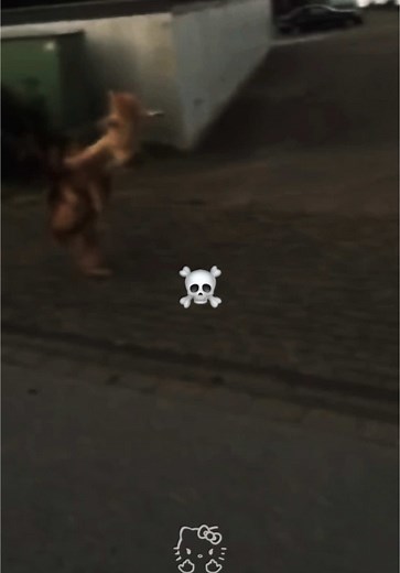 Ultimate Phonk & Funk Spotify Playlist - Cat vs Dog 1v1