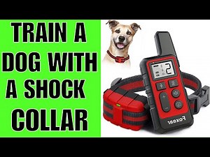 How To TRAIN A Dog With A Shock Collar (EASY)