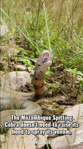 Herpetologist Reveals Secrets of the Mozambique Spitting Cobra