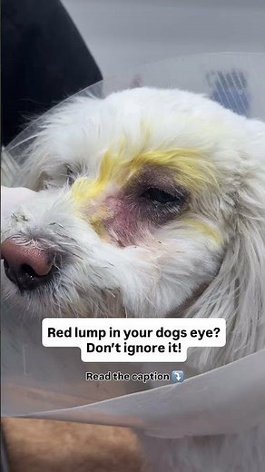 Cherry Eye | Noble Vet Clinics