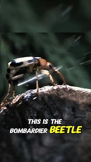 The Bombardier Beetle: The Insect That Shoots Boiling Chemicals! 🔥🐞 #shorts