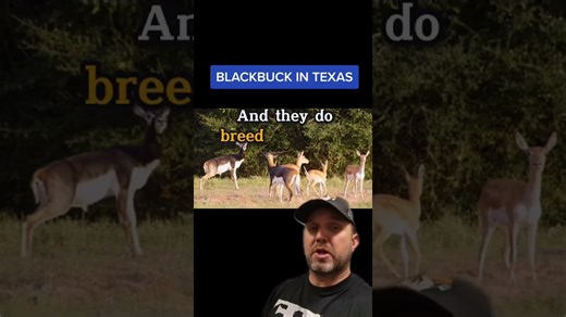 Lets Talk About Blackbuck in Texas