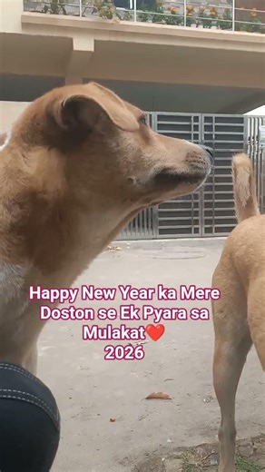 Happy New Year 2006...❤️❤️❤️#dog#funny