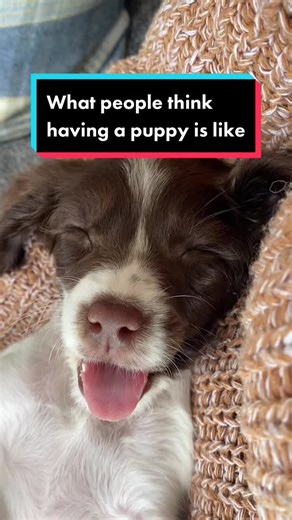 Life with a Springer Spaniel Puppy: Expectations vs Reality