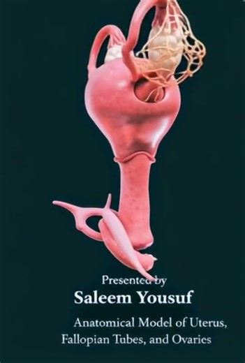 female reproductive system #anatomy #medicalbiochemistry #humanbody #art #humananatomy