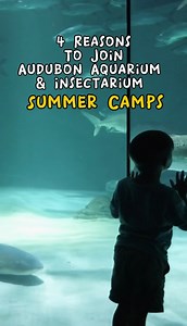 2.2K views | Audubon Aquarium and Audubon Insectarium summer camps are unlike any other camp experience in New Orleans! Learn more and register here: bit.ly/4a1TL5T | Audubon Aquarium | Facebook