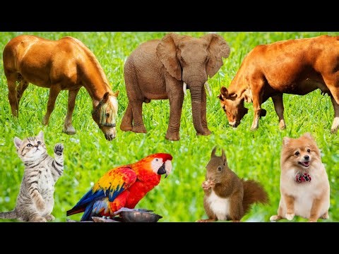 Cute Animals Sounds: Rooster, Dog, Cat, Cow, Horse, Goat, Elephant-A Calming Compilation