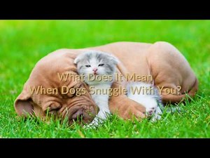 What Does It Mean When Dogs Snuggle With You?