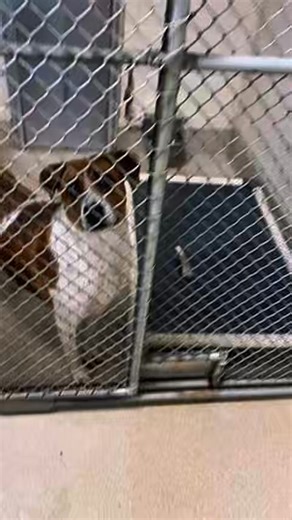 A Huge Thank You to Nylabone! We want to extend our deepest gratitude to Nylabone for their incredibly generous donation of durable dog toys. Finding toys that can withstand the daily excitement and energy in a shelter environment is often a challenge, and these sturdy, thoughtfully designed toys are truly a game-changer for our pups. Nylabone graciously sent us a box filled with toys, and the dogs in our care absolutely love them. Seeing their tails wag, their confidence grow, and their playtim