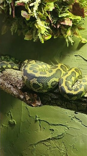 Extraordinary skin of a curled carpet python snake.