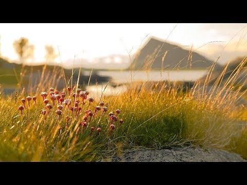 Calm and Peaceful Relaxation Music - spa, study, relax music [Gimsoya]